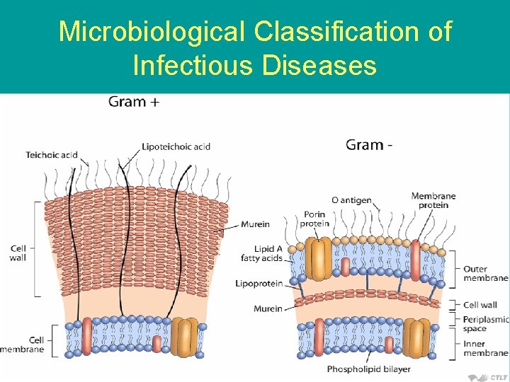 Microbiological Classification of Infectious Diseases 