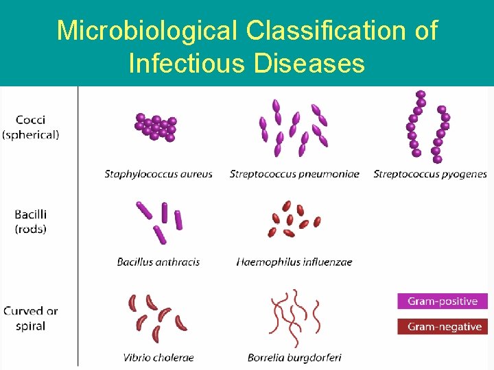 Microbiological Classification of Infectious Diseases 