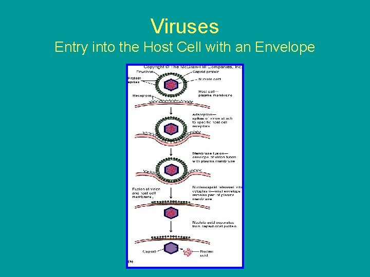 Viruses Entry into the Host Cell with an Envelope 