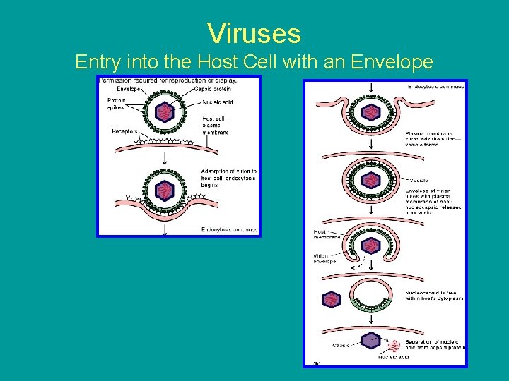 Viruses Entry into the Host Cell with an Envelope 