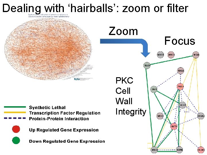 Dealing with ‘hairballs’: zoom or filter Zoom PKC Cell Wall Integrity Focus 