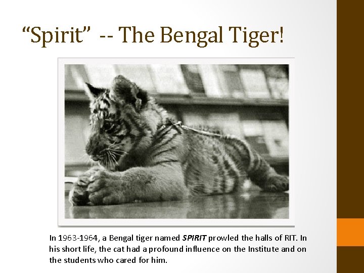 “Spirit” -- The Bengal Tiger! In 1963 -1964, a Bengal tiger named SPIRIT prowled