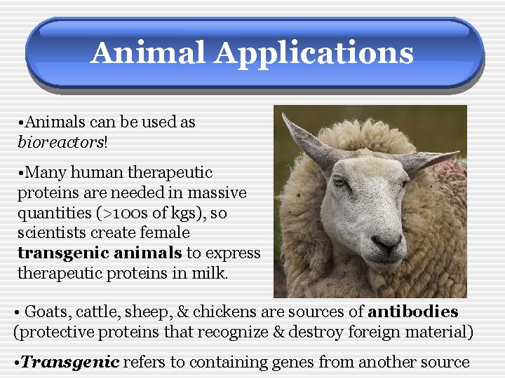 Animal Applications • Animals can be used as bioreactors! • Many human therapeutic proteins