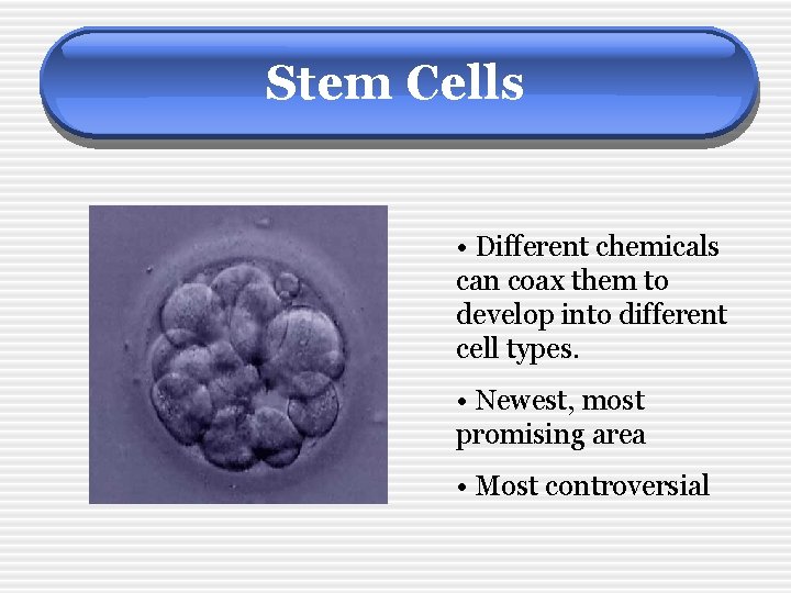 Stem Cells • Different chemicals can coax them to develop into different cell types.