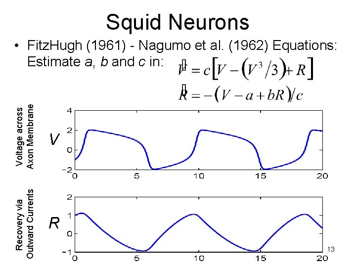 Squid Neurons Voltage across Axon Membrane V Recovery via Outward Currents • Fitz. Hugh