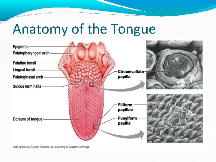 Anatomy of the Tongue Anatomy of the Tongue
