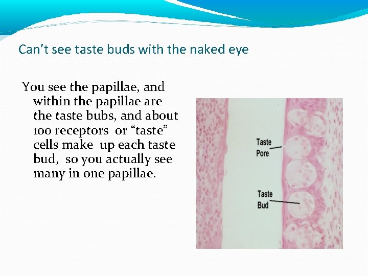 Can’t see taste buds with the naked eye You see the papillae, and within