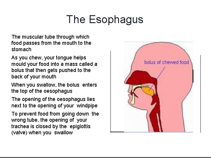 The Esophagus The muscular tube through which food passes from the mouth to the The Esophagus The muscular tube through which food passes from the mouth to the