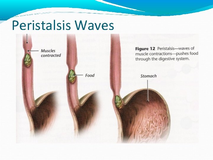 Peristalsis Waves 