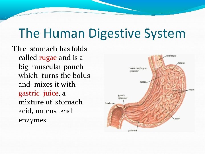 The Human Digestive System T h e stomach has folds called rugae and is