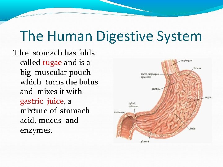 The Human Digestive System T h e stomach has folds called rugae and is The Human Digestive System T h e stomach has folds called rugae and is