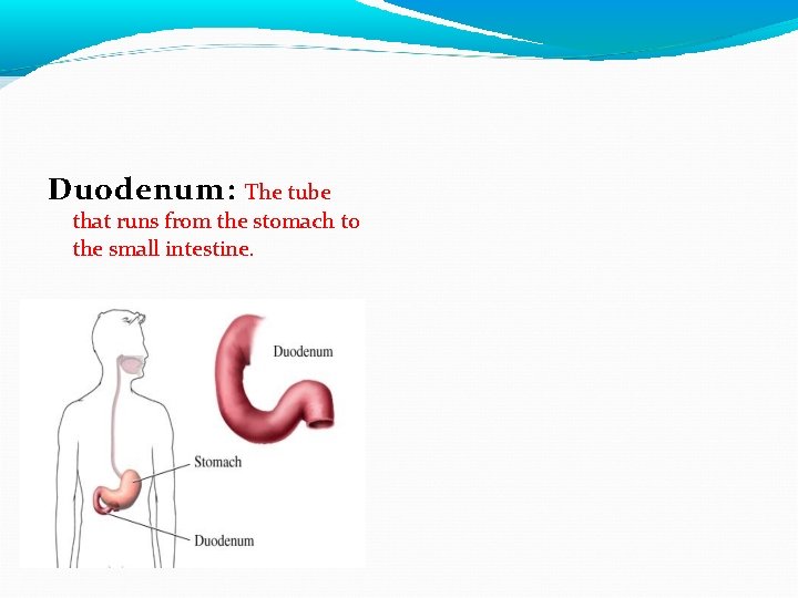 Duodenum: The tube that runs from the stomach to the small intestine. Duodenum: The tube that runs from the stomach to the small intestine.