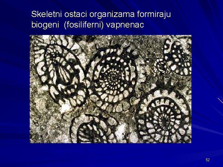 Skeletni ostaci organizama formiraju biogeni (fosiliferni) vapnenac Vapnenac bogat foraminiferama. 52 