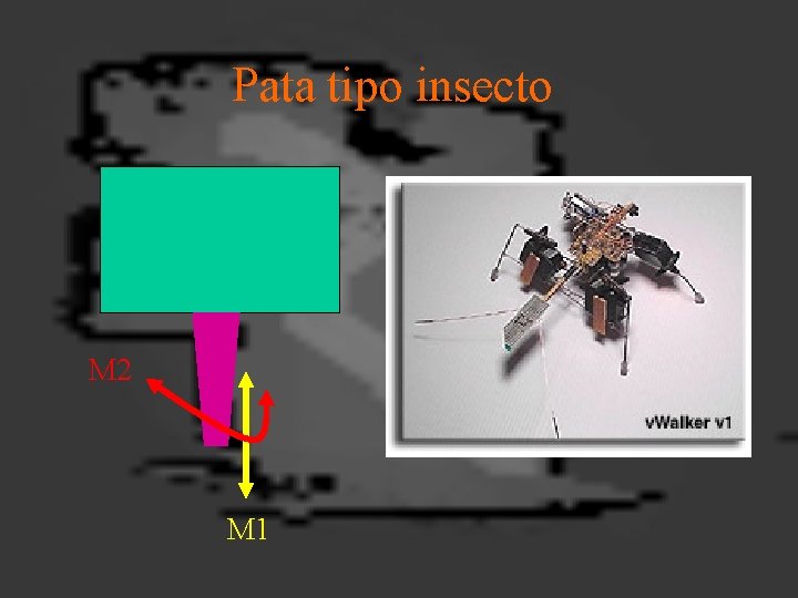 Pata tipo insecto M 2 M 1 