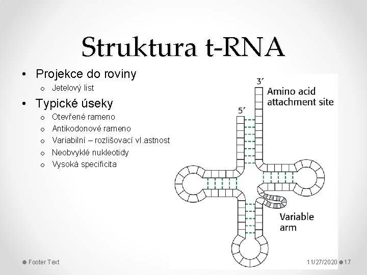 Struktura t-RNA • Projekce do roviny o Jetelový list • Typické úseky o o