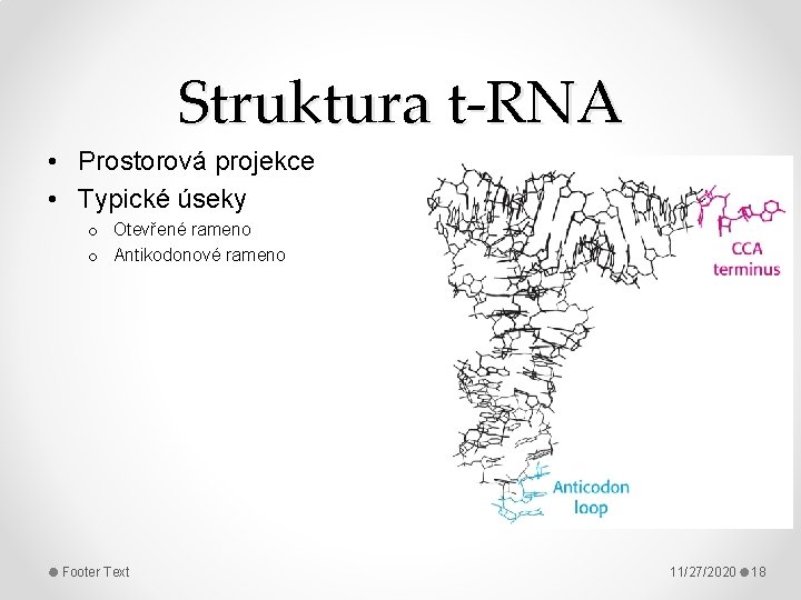 Struktura t-RNA • Prostorová projekce • Typické úseky o Otevřené rameno o Antikodonové rameno