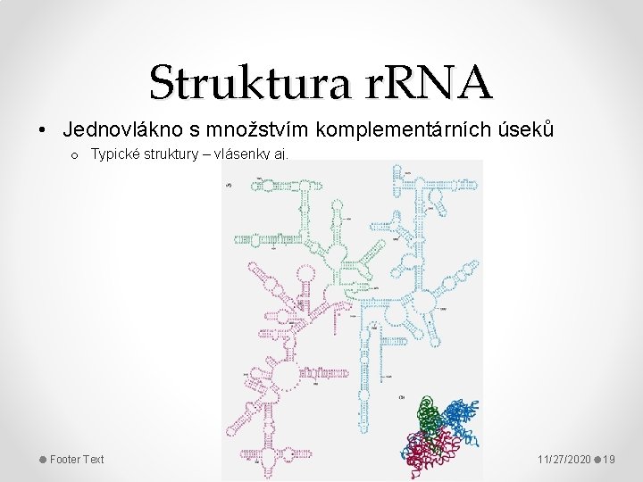 Struktura r. RNA • Jednovlákno s množstvím komplementárních úseků o Typické struktury – vlásenky