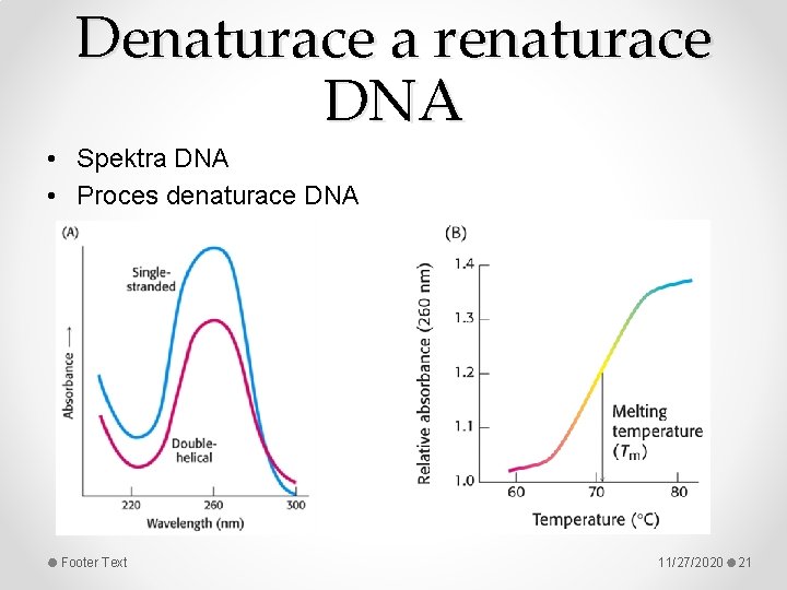 Denaturace a renaturace DNA • Spektra DNA • Proces denaturace DNA Footer Text 11/27/2020