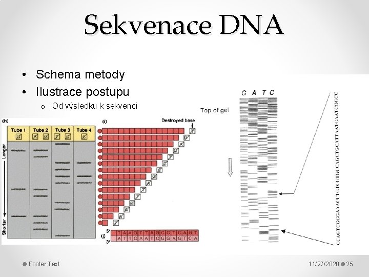Sekvenace DNA • Schema metody • Ilustrace postupu o Od výsledku k sekvenci Footer