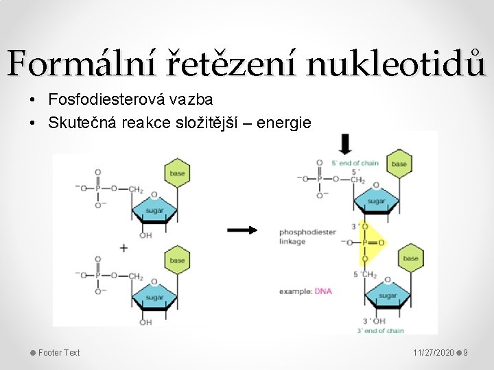 Formální řetězení nukleotidů • Fosfodiesterová vazba • Skutečná reakce složitější – energie Footer Text