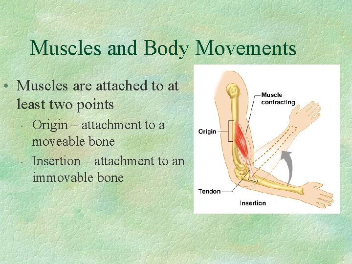 Muscles and Body Movements • Muscles are attached to at least two points •