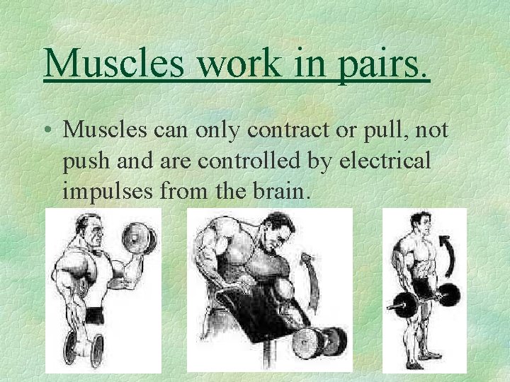 Muscles work in pairs. • Muscles can only contract or pull, not push and