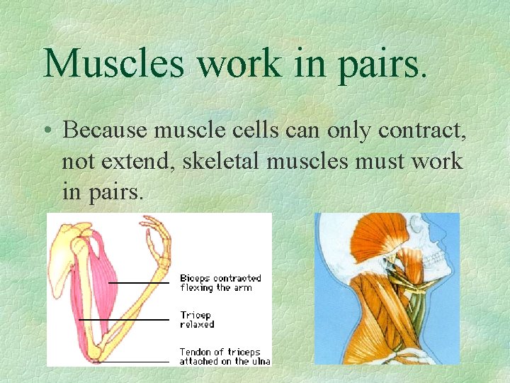 Muscles work in pairs. • Because muscle cells can only contract, not extend, skeletal