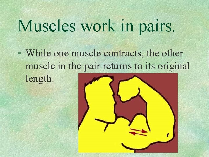 Muscles work in pairs. • While one muscle contracts, the other muscle in the