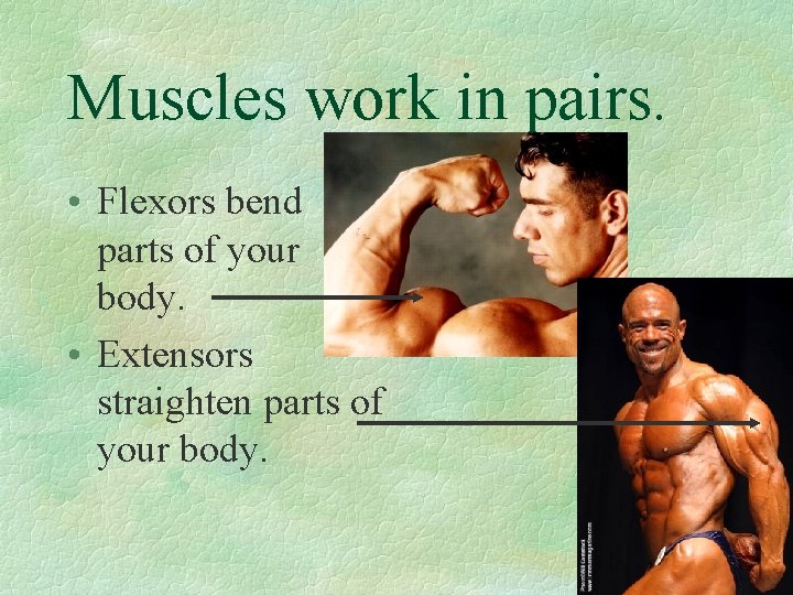 Muscles work in pairs. • Flexors bend parts of your body. • Extensors straighten