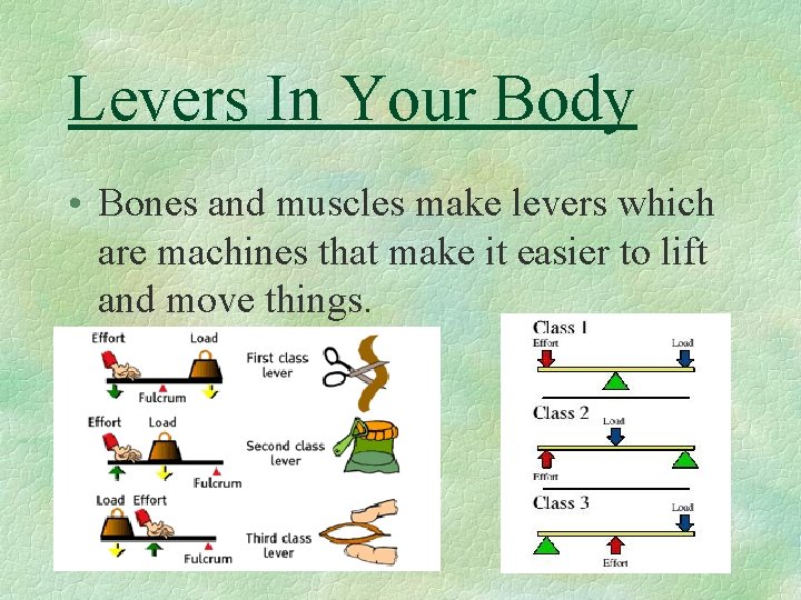 Levers In Your Body • Bones and muscles make levers which are machines that