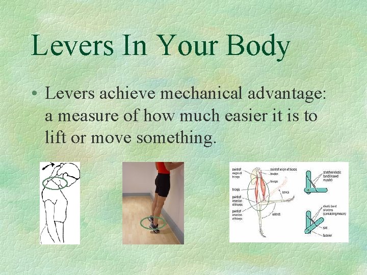 Levers In Your Body • Levers achieve mechanical advantage: a measure of how much