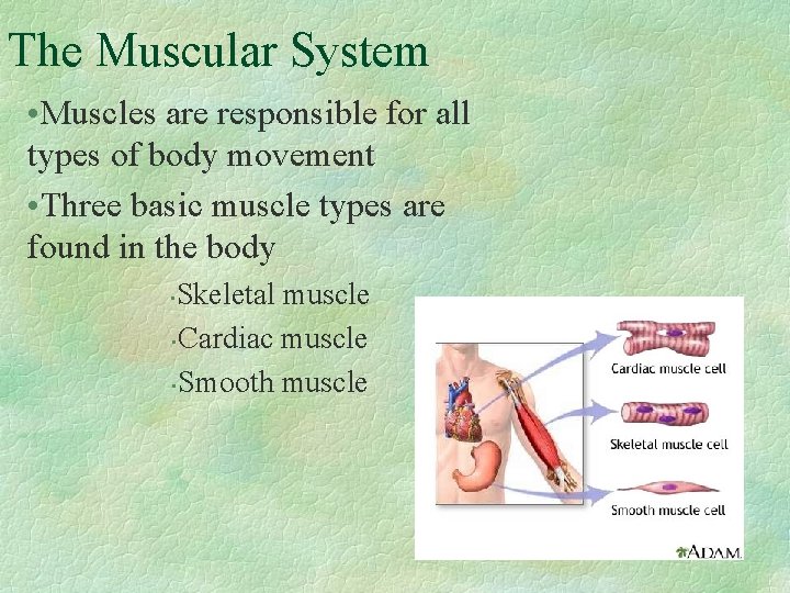 The Muscular System • Muscles are responsible for all types of body movement •