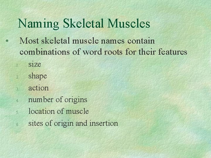 Naming Skeletal Muscles • Most skeletal muscle names contain combinations of word roots for