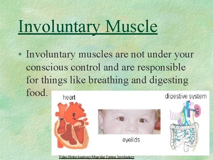 Involuntary Muscle • Involuntary muscles are not under your conscious control and are responsible