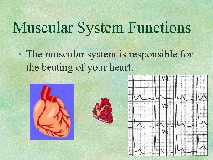 Muscular System Functions • The muscular system is responsible for the beating of your