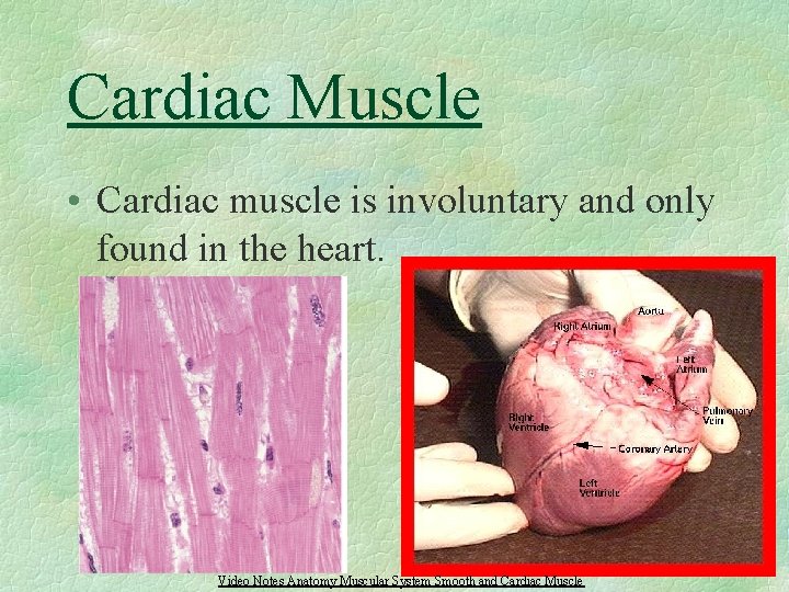 Cardiac Muscle • Cardiac muscle is involuntary and only found in the heart. Video