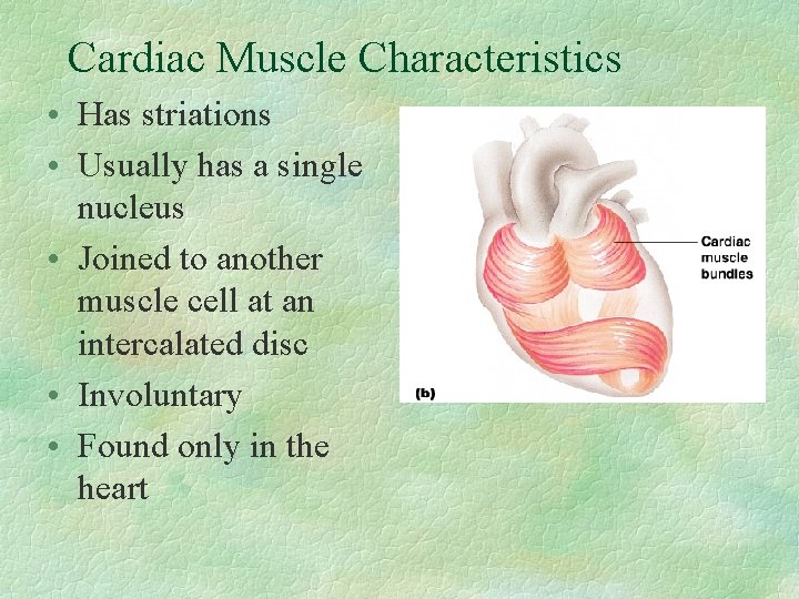 Cardiac Muscle Characteristics • Has striations • Usually has a single nucleus • Joined