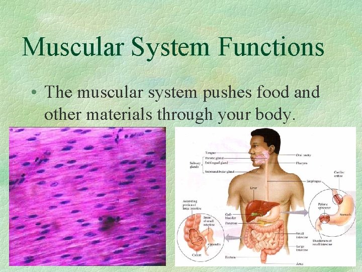Muscular System Functions • The muscular system pushes food and other materials through your