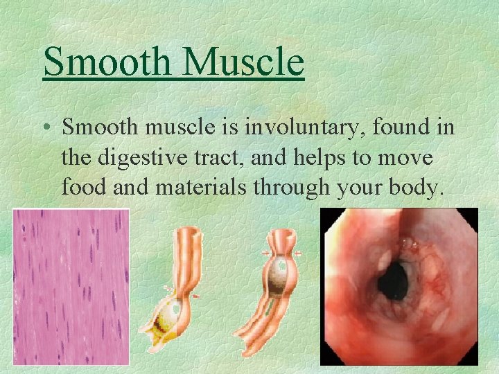 Smooth Muscle • Smooth muscle is involuntary, found in the digestive tract, and helps
