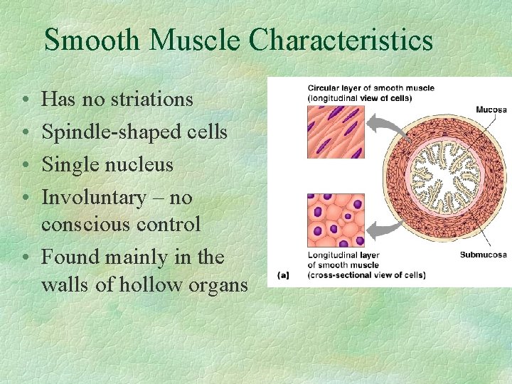 Smooth Muscle Characteristics • • Has no striations Spindle-shaped cells Single nucleus Involuntary –