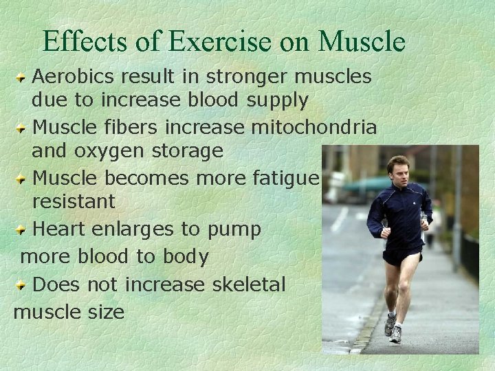 Effects of Exercise on Muscle Aerobics result in stronger muscles due to increase blood