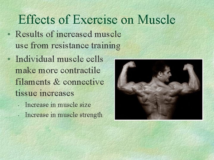 Effects of Exercise on Muscle • Results of increased muscle use from resistance training