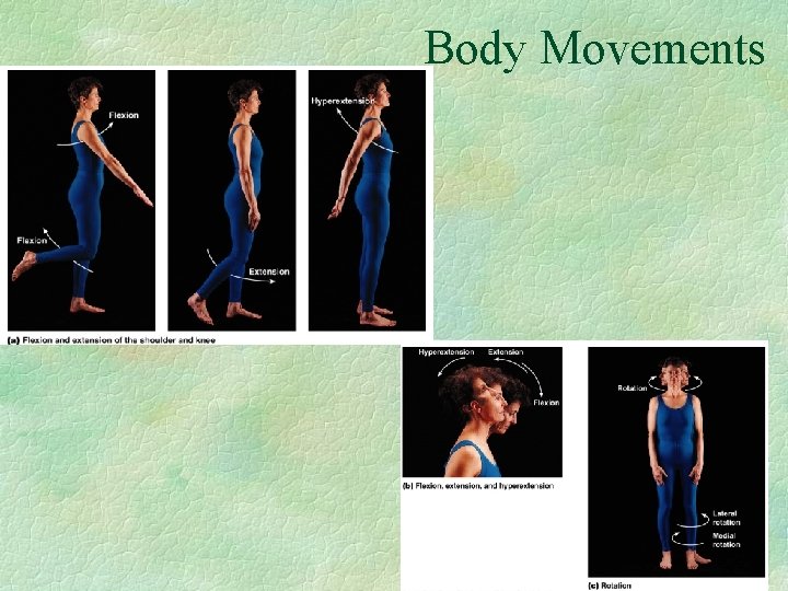 Body Movements 