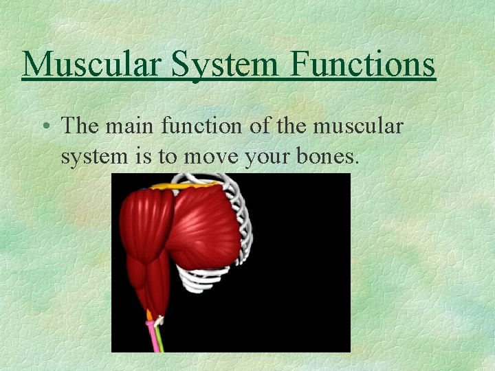 Muscular System Functions • The main function of the muscular system is to move