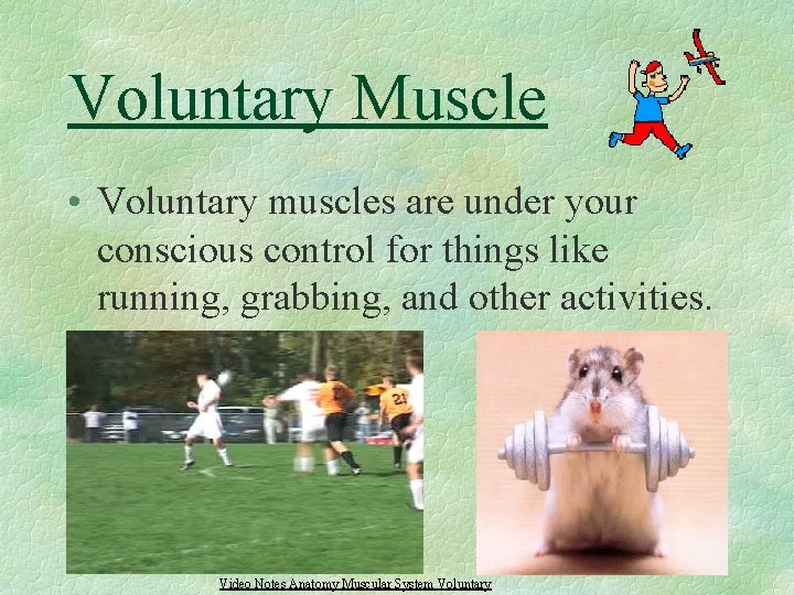 Voluntary Muscle • Voluntary muscles are under your conscious control for things like running,