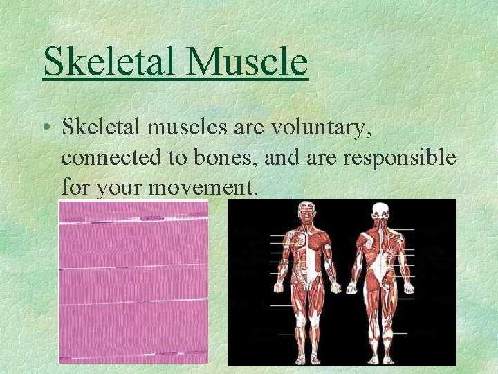 Skeletal Muscle • Skeletal muscles are voluntary, connected to bones, and are responsible for