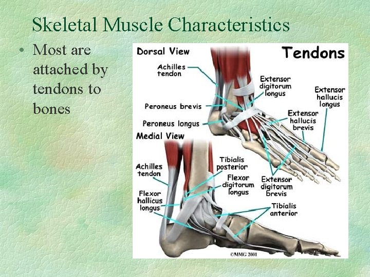Skeletal Muscle Characteristics • Most are attached by tendons to bones 