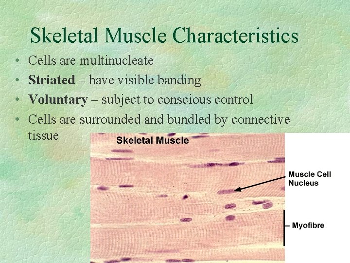 Skeletal Muscle Characteristics • • Cells are multinucleate Striated – have visible banding Voluntary