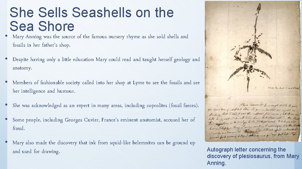 She Sells Seashells on the Sea Shore • Mary Anning was the source of