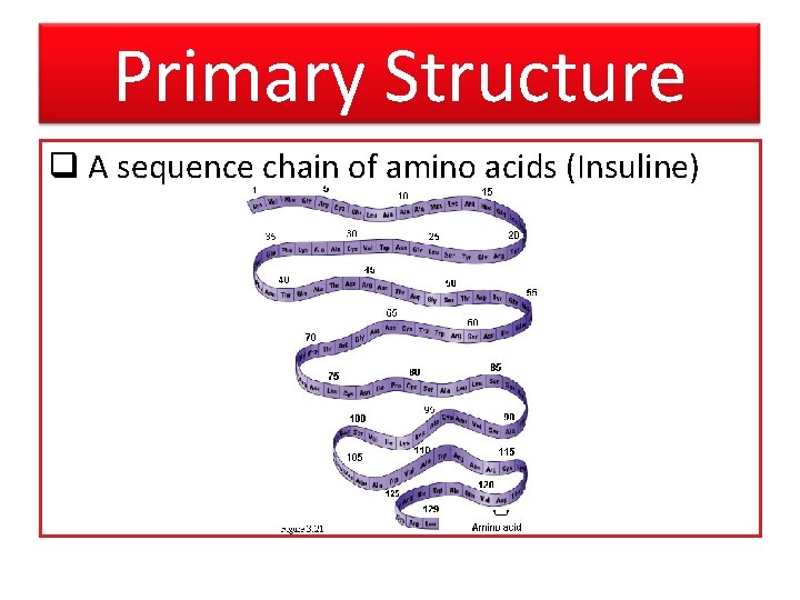 Primary Structure q A sequence chain of amino acids (Insuline) 